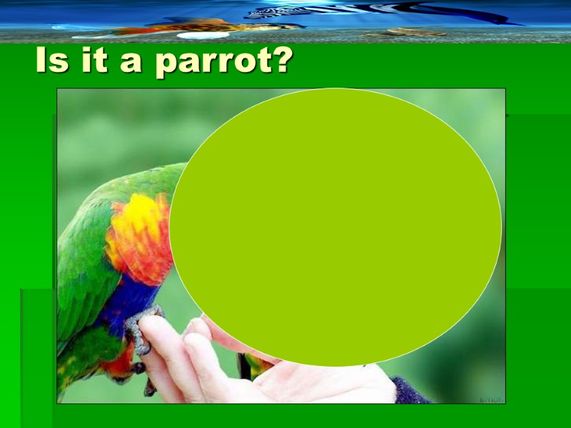 Is it a parrot?